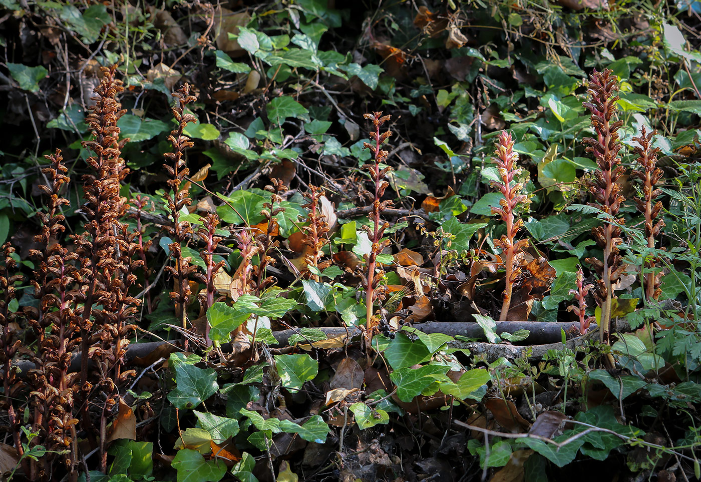 Image of Orobanche hederae specimen.