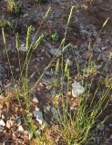 Agropyron desertorum