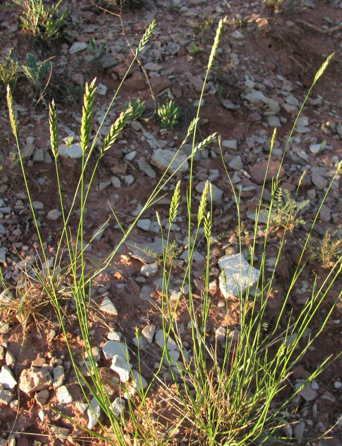 Image of Agropyron desertorum specimen.