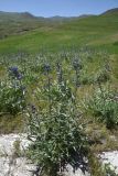 семейство Boraginaceae