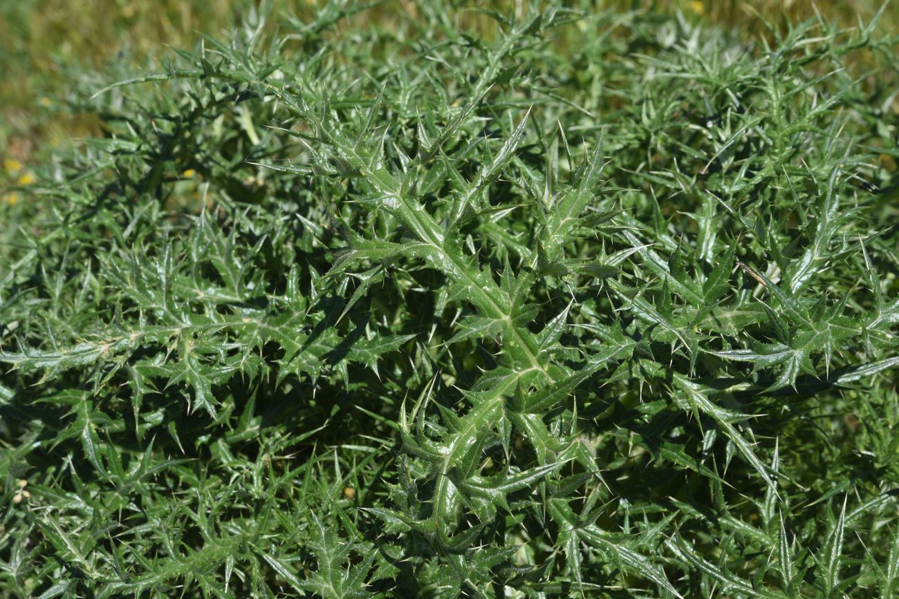 Изображение особи семейство Asteraceae.