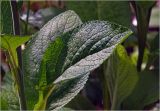 Digitalis purpurea. Лист. Московская обл., Раменский р-н, окр. дер. Хрипань, садовый участок. 18.06.2025.
