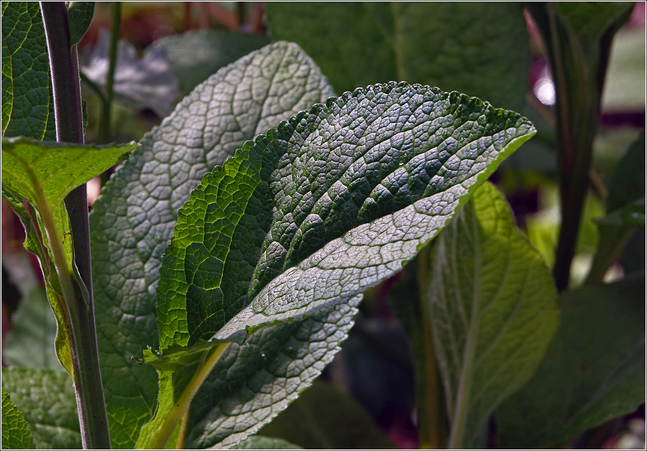 Изображение особи Digitalis purpurea.