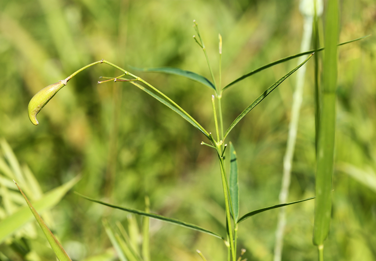 Изображение особи Pycnostelma paniculatum.