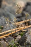 genus Cerastium. Верхушка плодоносящего растения. Карелия, Прионежский р-н, окр. г. Петрозаводск, каменистый берег. 22.08.2025.