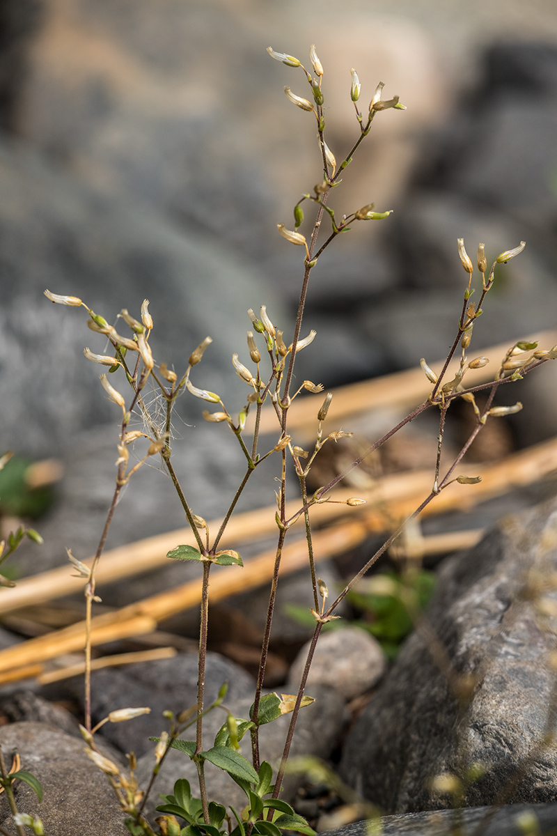 Image of genus Cerastium specimen.