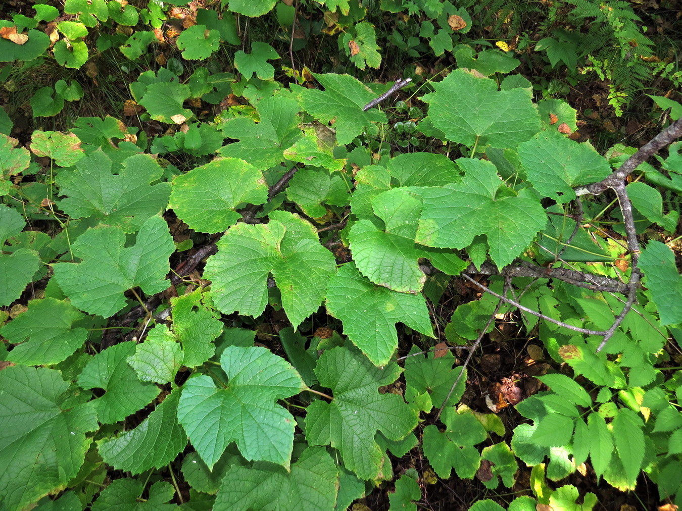 Изображение особи Vitis amurensis.