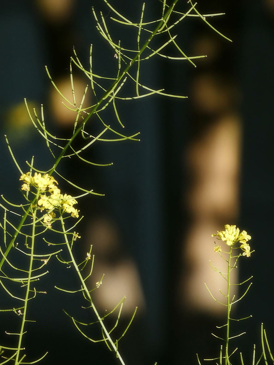 Изображение особи Sisymbrium loeselii.