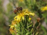 Dittrichia viscosa