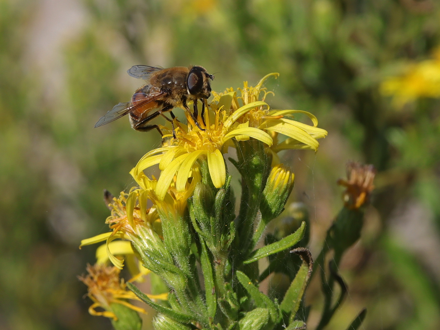 Image of Dittrichia viscosa specimen.