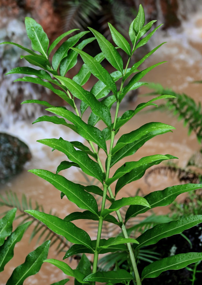 Изображение особи Acrostichum danaeifolium.