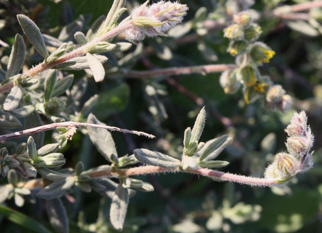 Изображение особи Helianthemum stipulatum.