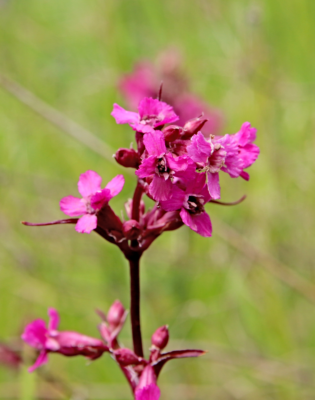 Изображение особи Viscaria alpina.