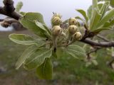 Pyrus elaeagrifolia. Честь веточки с развивающимся соцветием. Крым, муниципальный округ Судак, п-ов Меганом, луг с одиноко стоящими деревцами, туман. 21.04.2025.