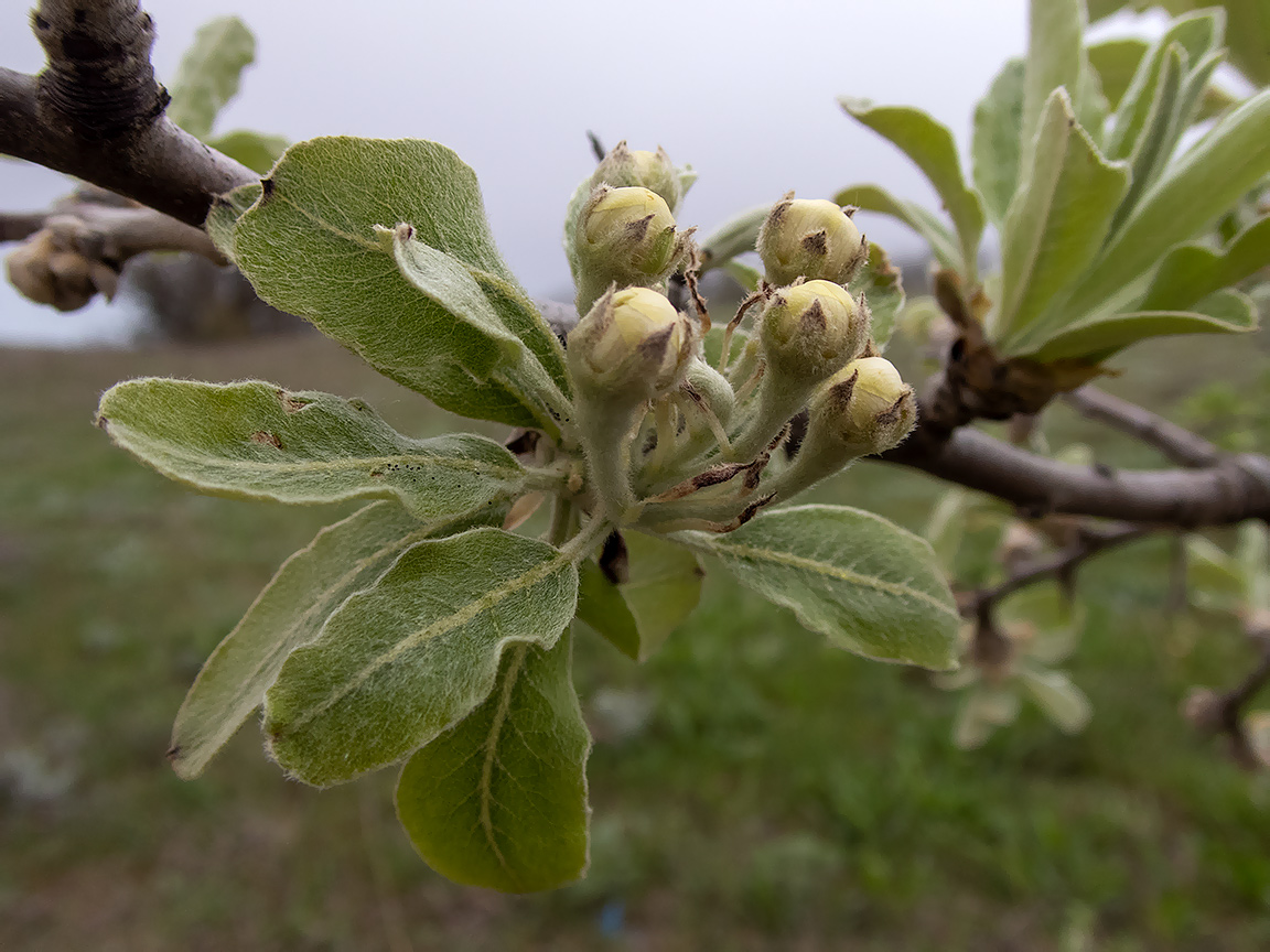 Изображение особи Pyrus elaeagrifolia.