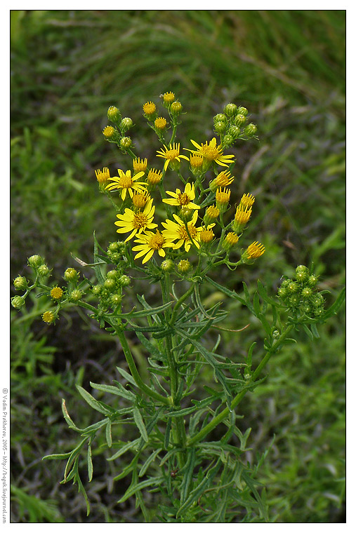 Изображение особи Senecio erucifolius.