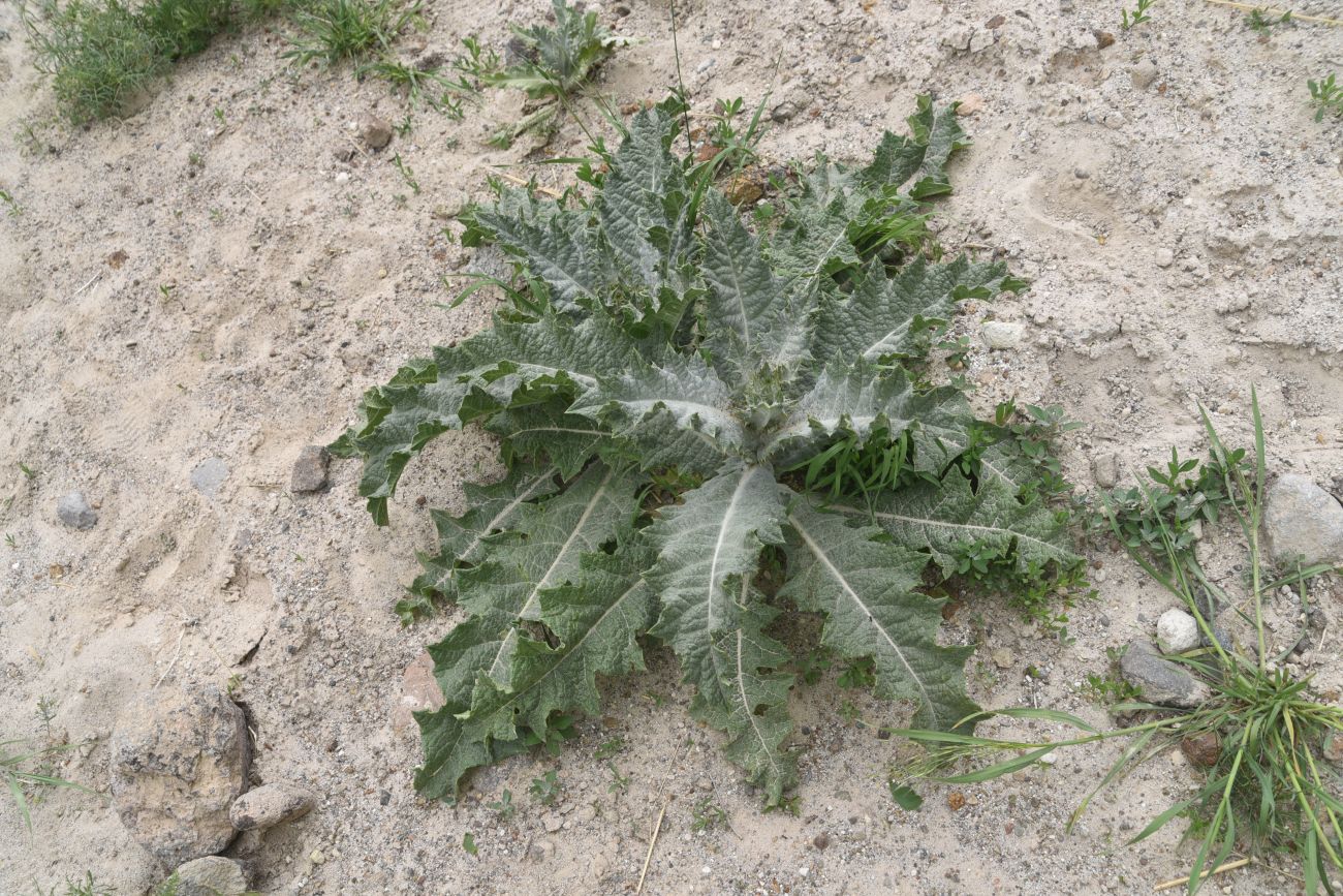 Image of Unknown species specimen.