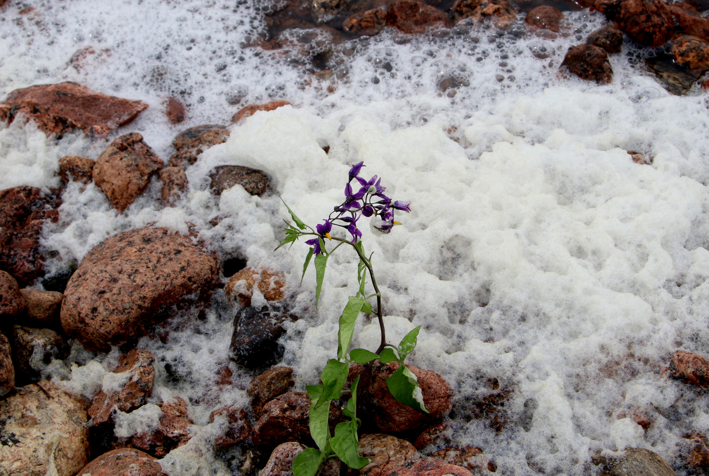 Image of Solanum dulcamara specimen.