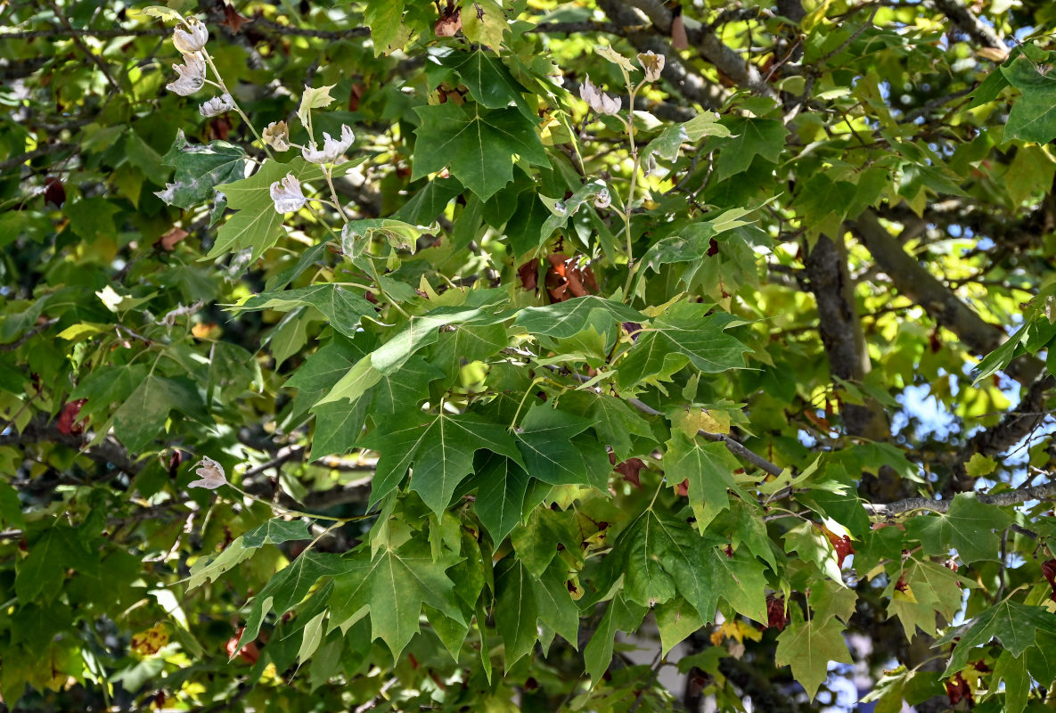 Изображение особи Platanus orientalis.