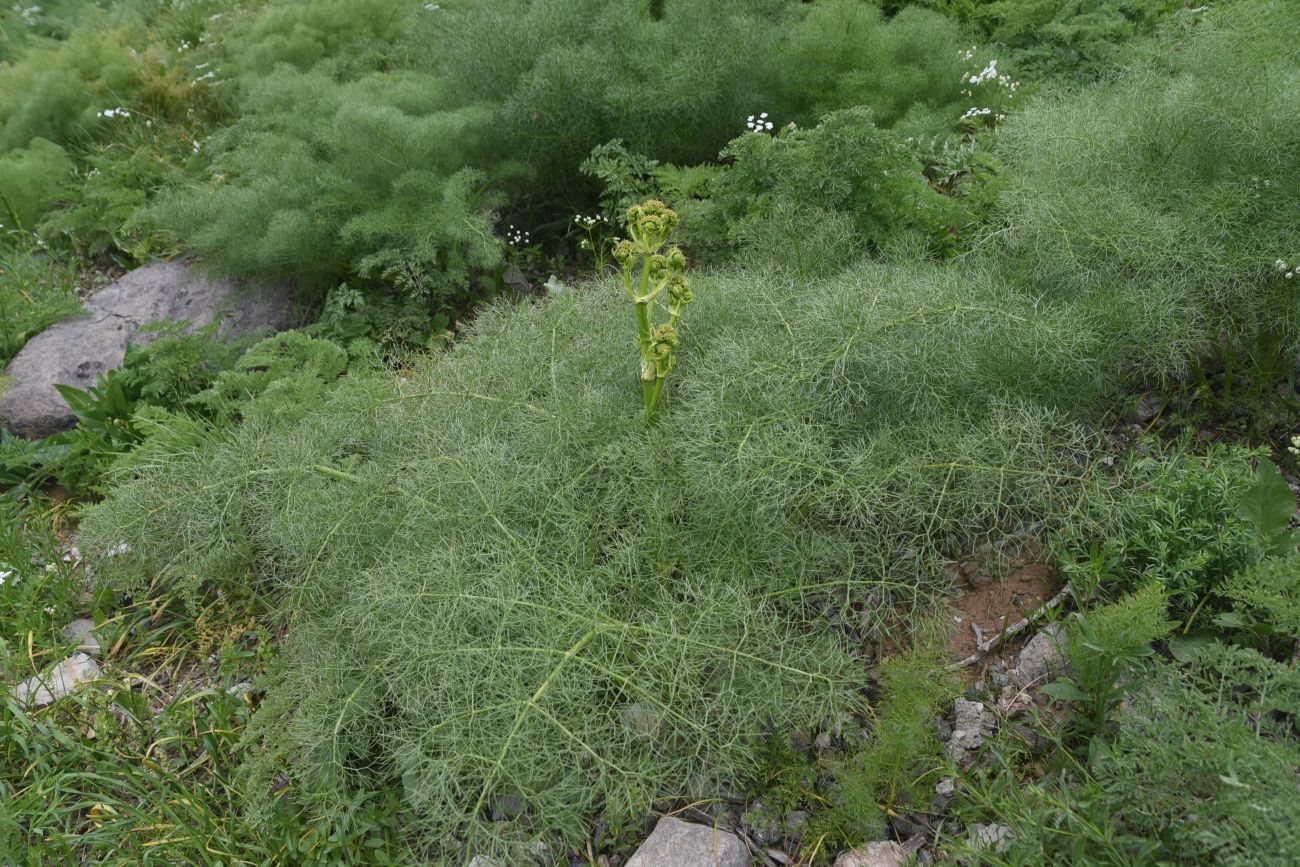 Изображение особи Неопознанный вид.