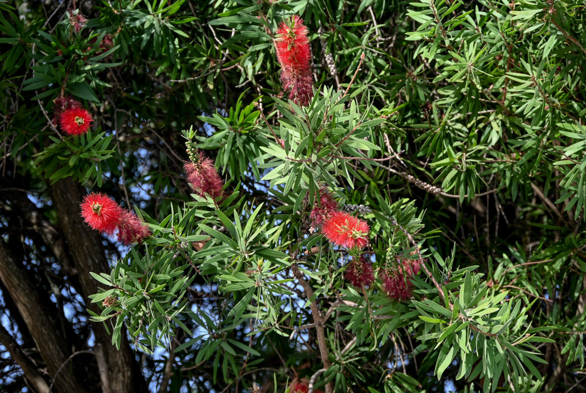Изображение особи Callistemon citrinus.