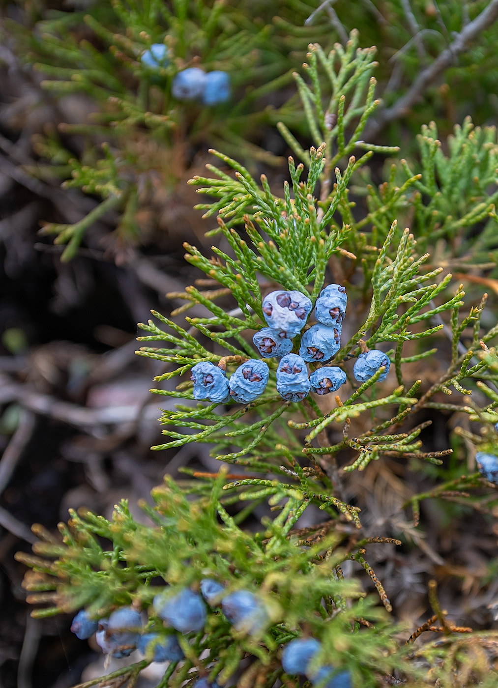 Изображение особи Juniperus davurica.