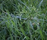 Cyperus eragrostis. Верхушка цветущего растения. Абхазия, Гудаутский р-н, окр. с. Лдзаа, берег речки. 08.06.2025.