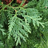 Thuja occidentalis. Веточка. Тракторозаводской р-н, пос. Латошинка. 03.09.2024.