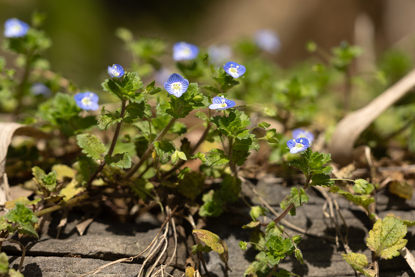 Изображение особи Veronica persica.
