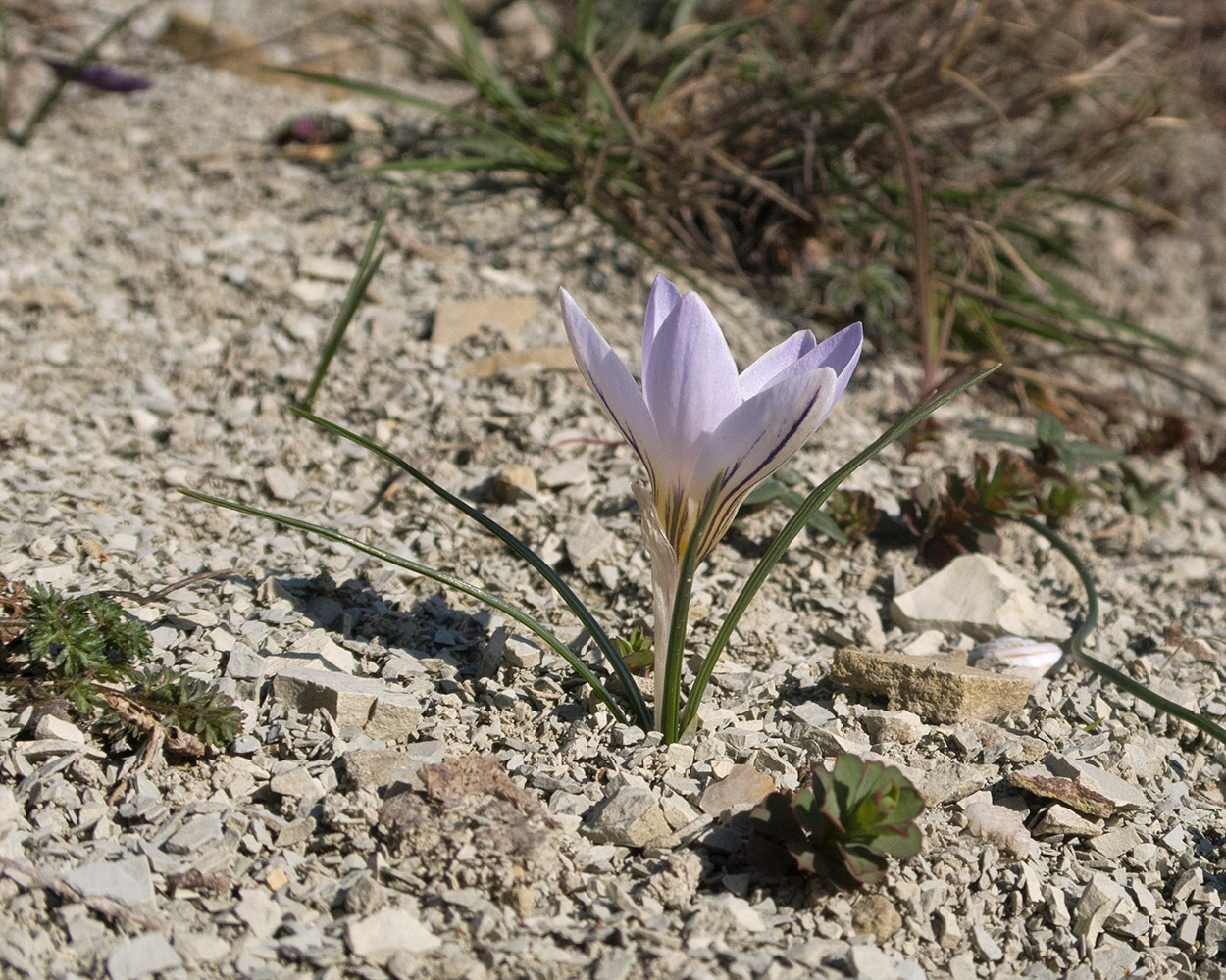 Изображение особи Crocus reticulatus.