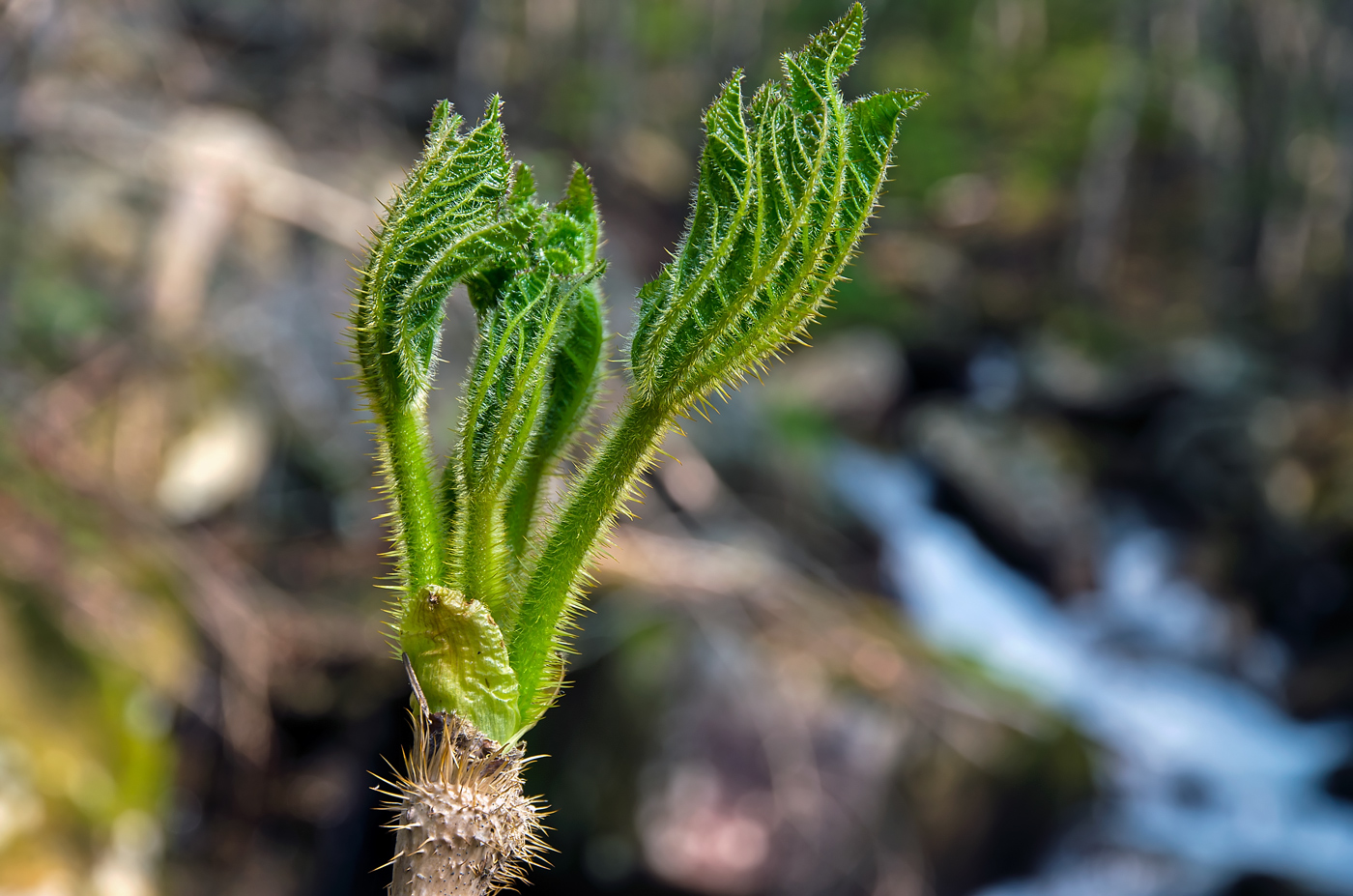Image of Oplopanax elatus specimen.