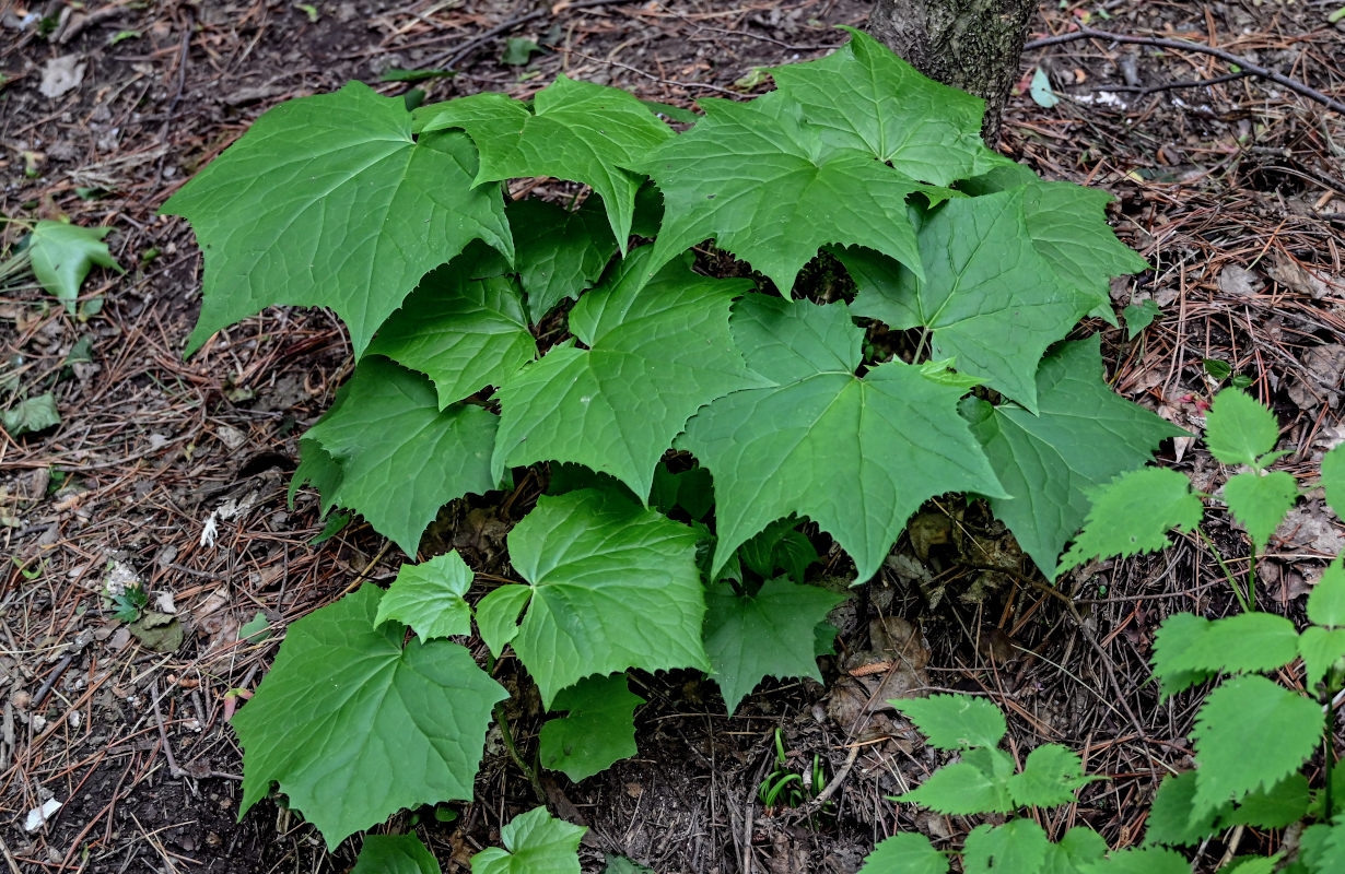 Image of Parasenecio ambiguus specimen.