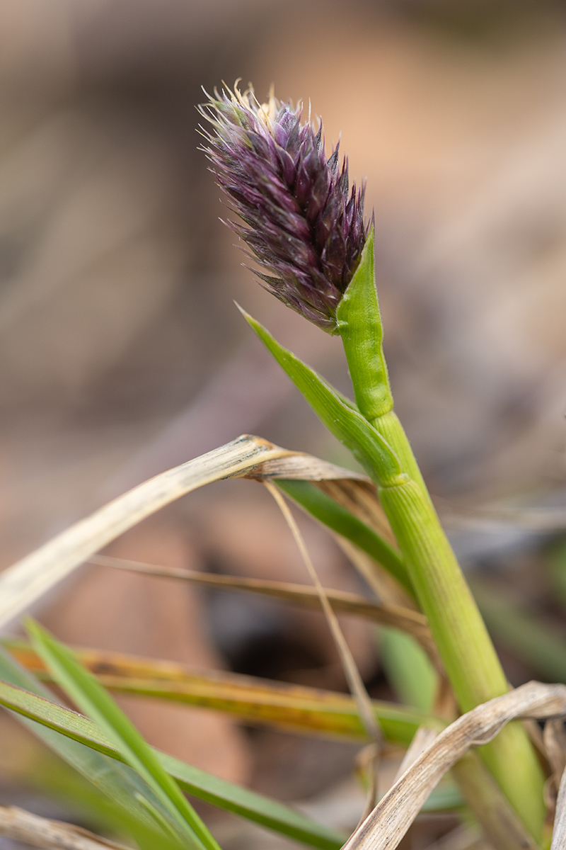 Изображение особи Alopecurus vaginatus.