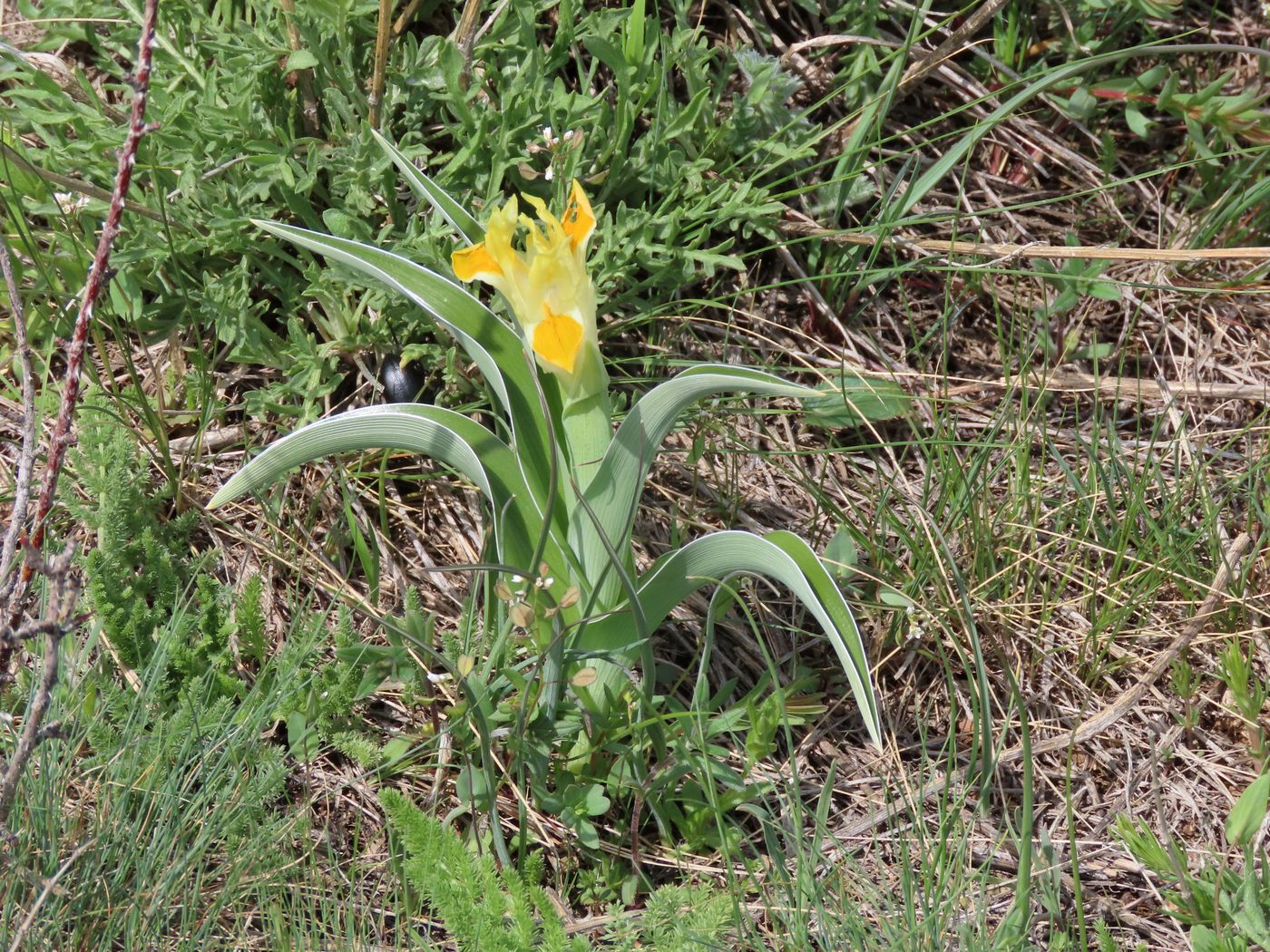 Image of Juno orchioides specimen.