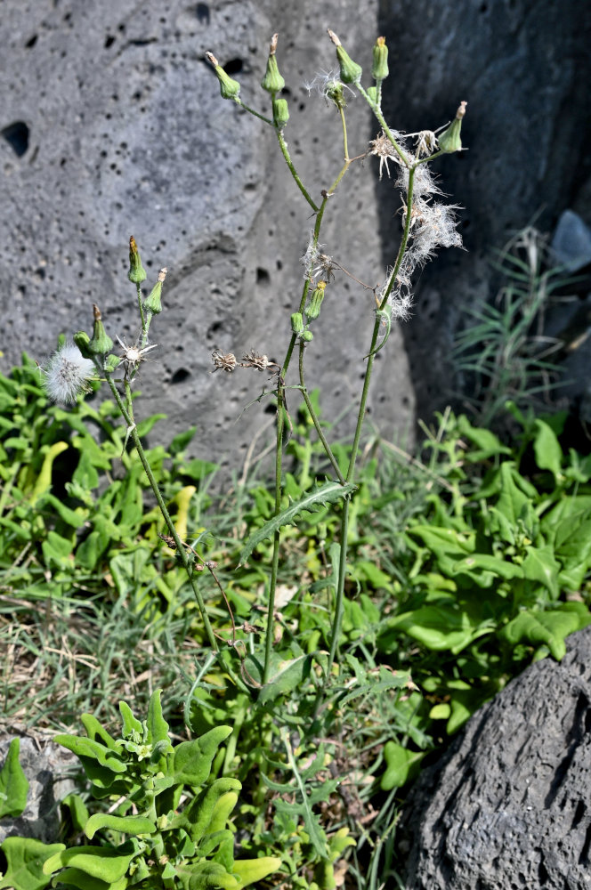 Изображение особи Sonchus oleraceus.
