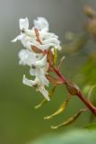genus Corydalis. Соцветие с завязавшимися плодами. Дагестан, Казбековский р-н, окр. с. Дубки, широколиственный лес. 27.04.2026.