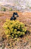 Pinus friesiana