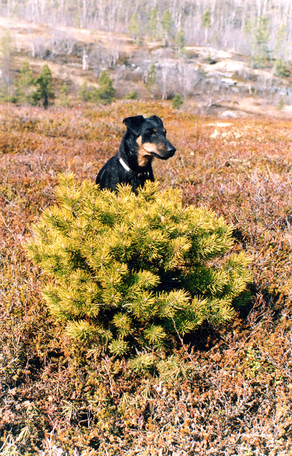 Изображение особи Pinus friesiana.