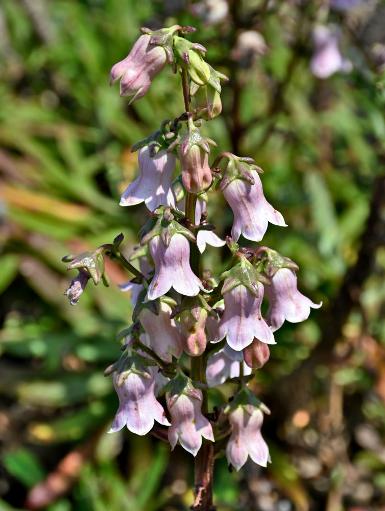 Image of Azorina vidalii specimen.