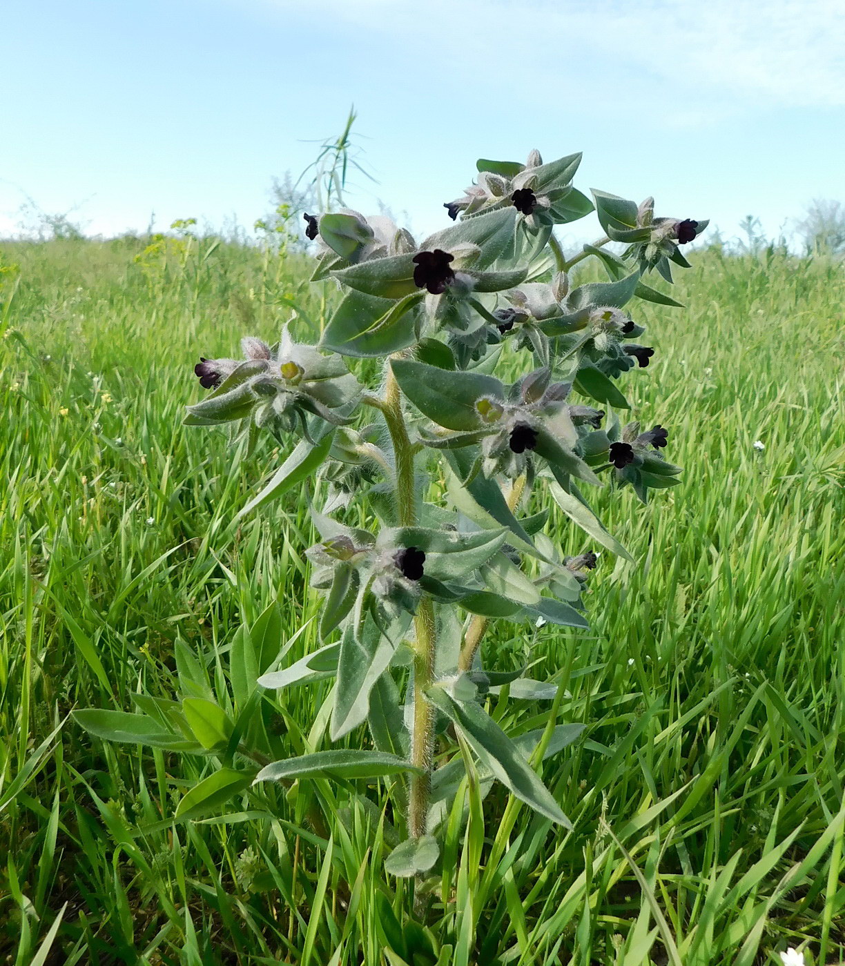 Image of Nonea rossica specimen.