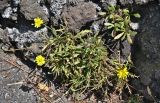 Tolpis succulenta