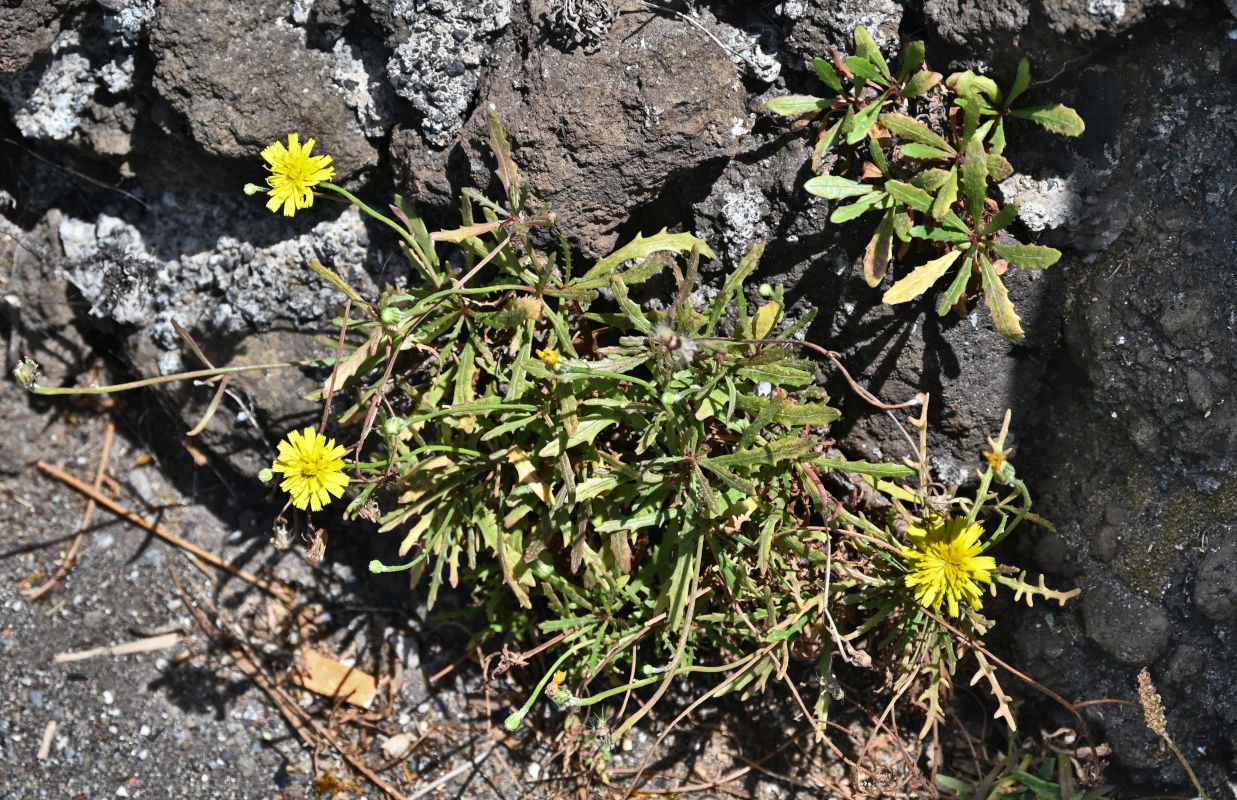 Image of Tolpis succulenta specimen.