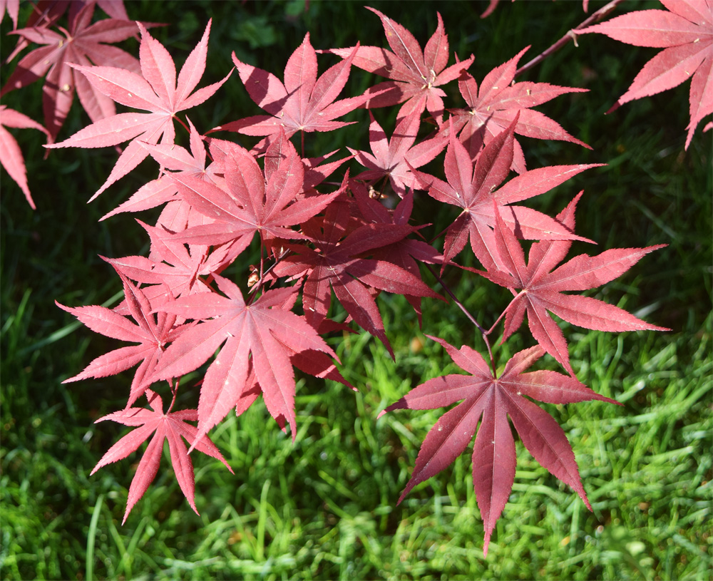 Изображение особи Acer palmatum.