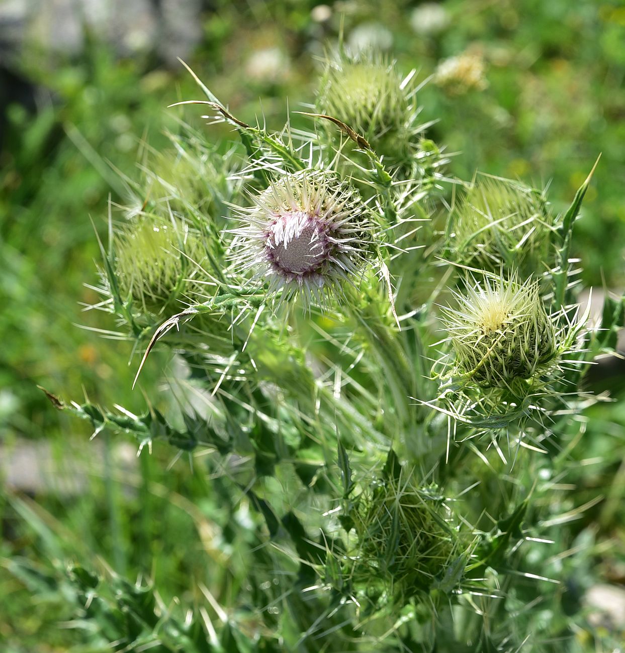 Image of genus Cirsium specimen.