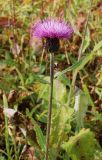 Cirsium helenioides. Верхушка побега с соцветием. Полярный Урал, верховья р. Правый Ханмейшор, субальпийский луг. 19.08.2026.