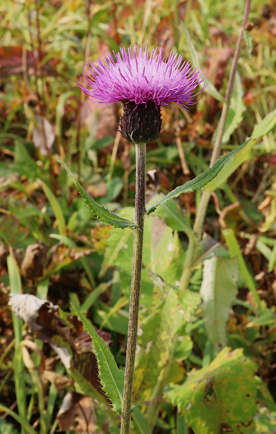 Изображение особи Cirsium helenioides.