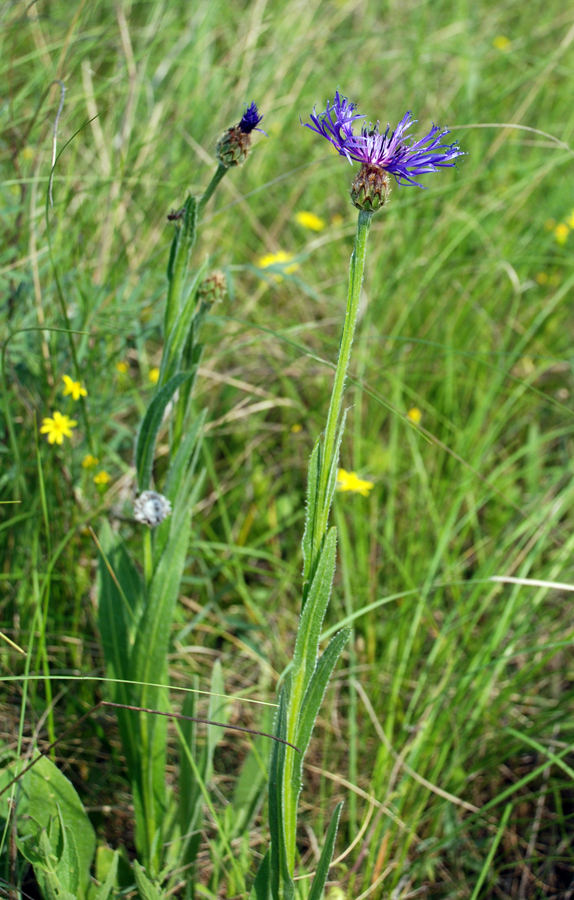 Изображение особи Centaurea tanaitica.