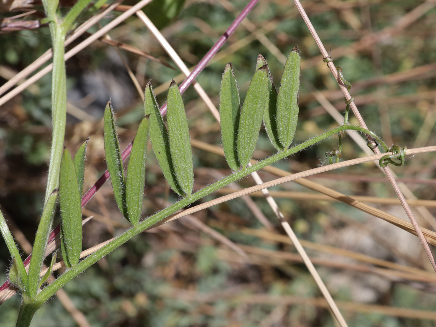 Image of genus Vicia specimen.