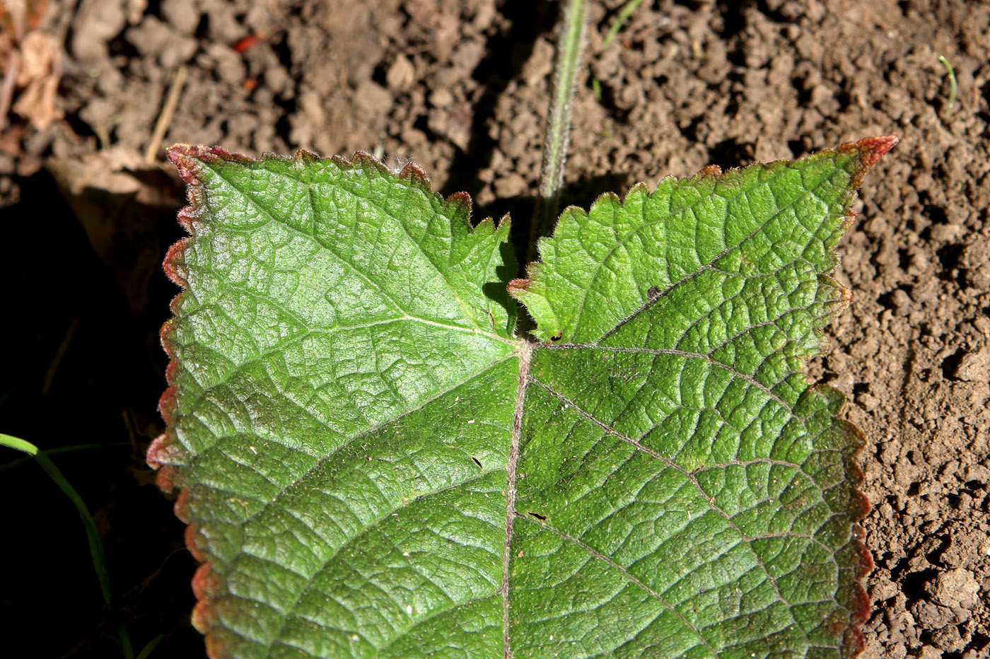 Image of Salvia glutinosa specimen.