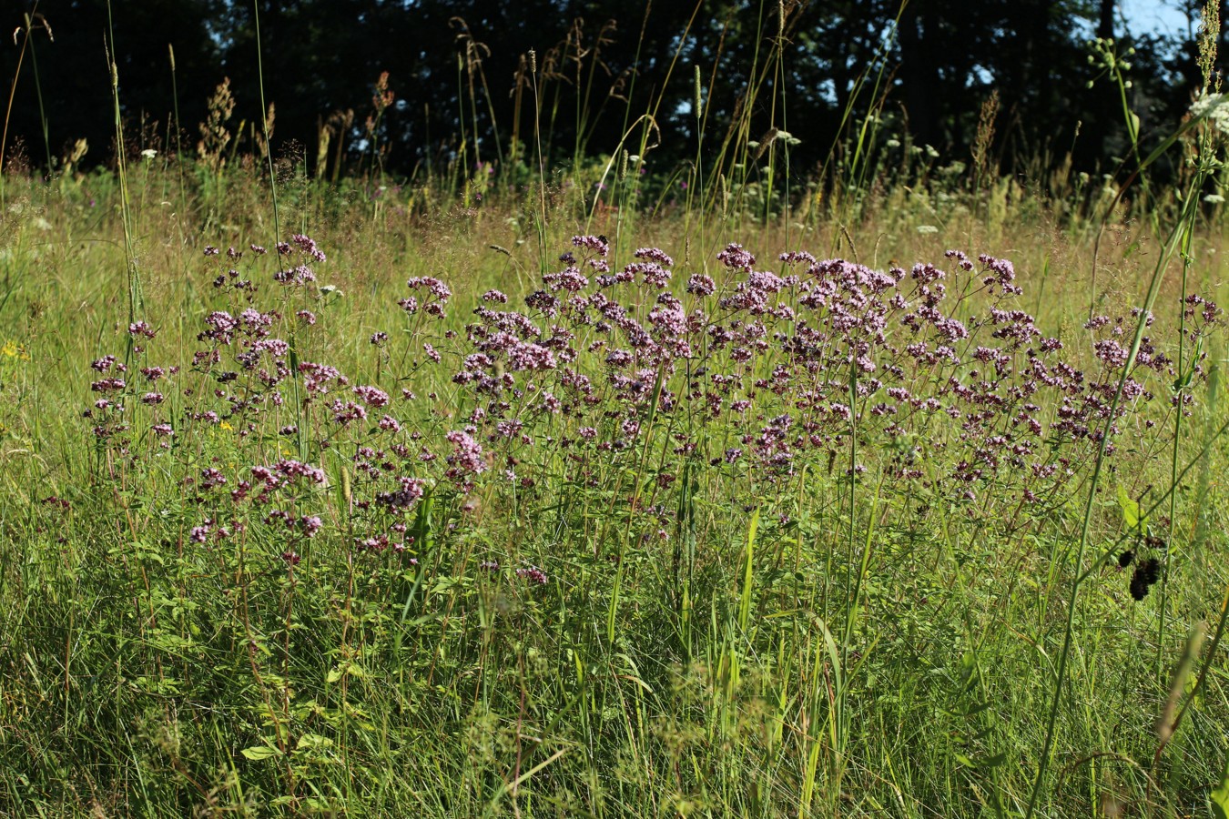 Image of Origanum vulgare specimen.